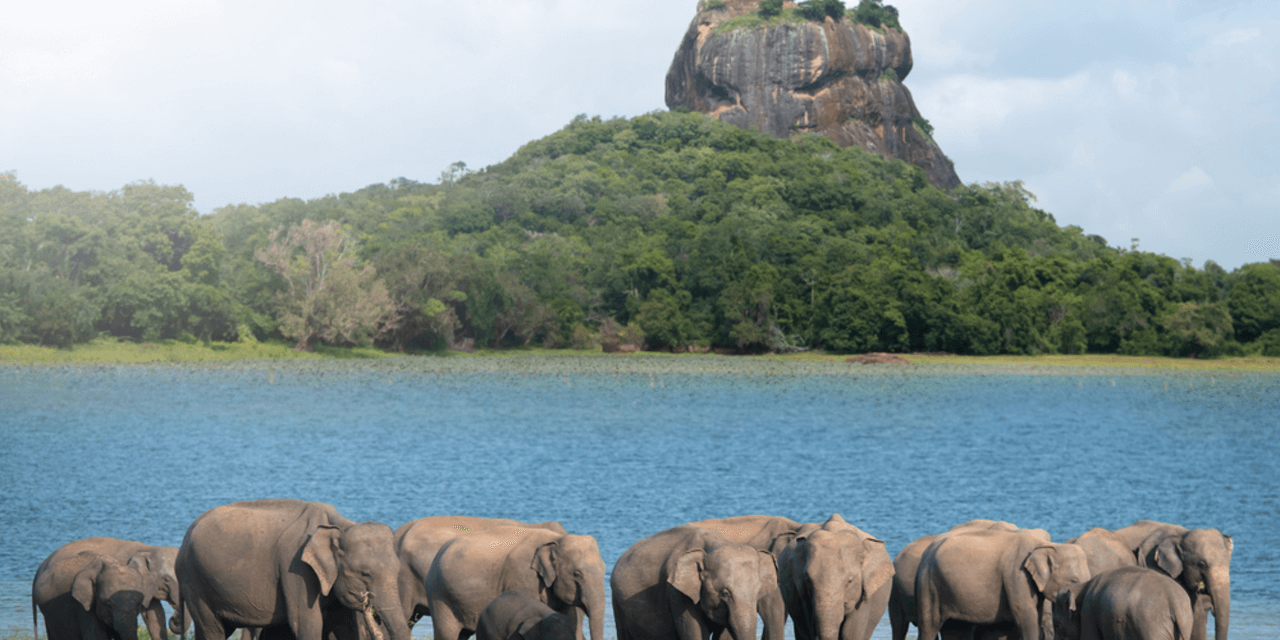 https://meetinsrilanka.com/wp-content/uploads/2020/10/Sri_Lanka_Elephants_gather_near_Sigiriya_rock.5f7ba10b12a38-1280x640.png