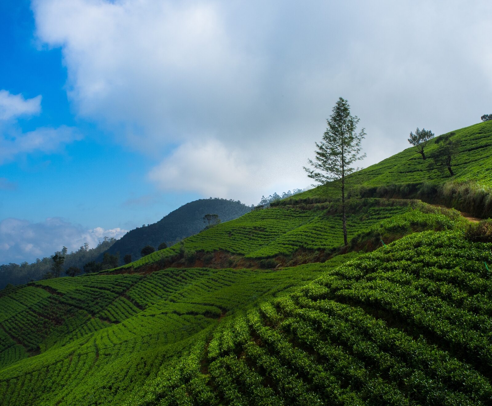 Nuwara Eliya